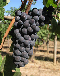 Pinot Noir Grapes from Chehalem