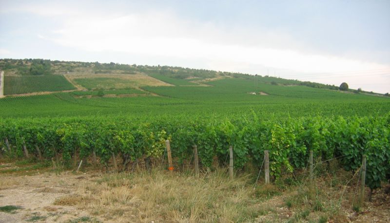 vineyards of Nuits St. Georges